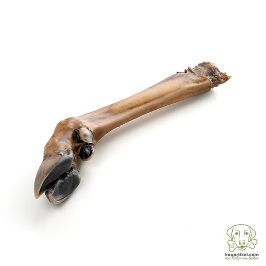 Deer lower leg without fur